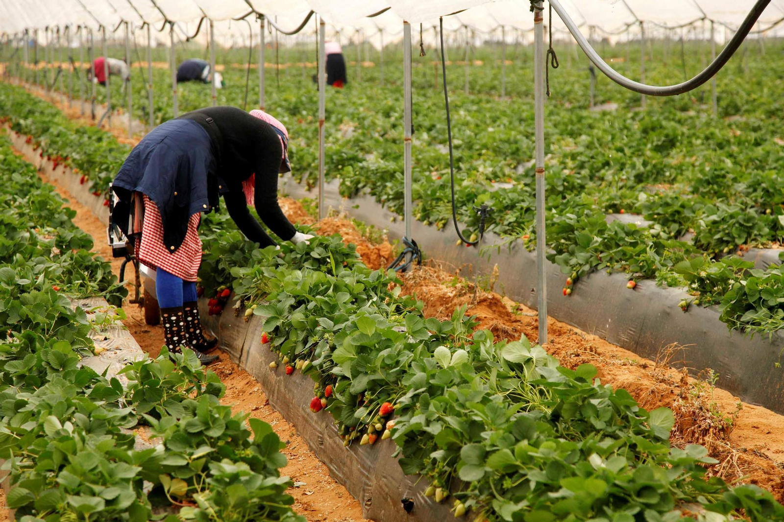 Temporeros en campos de cultivo en Huelva.