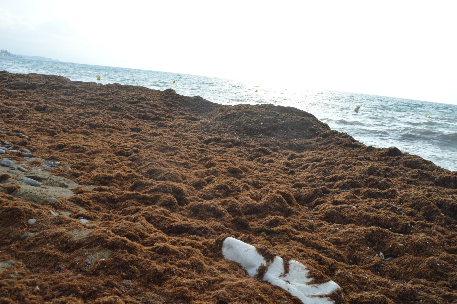 Fotos de la alga asiática en la Costa del Sol