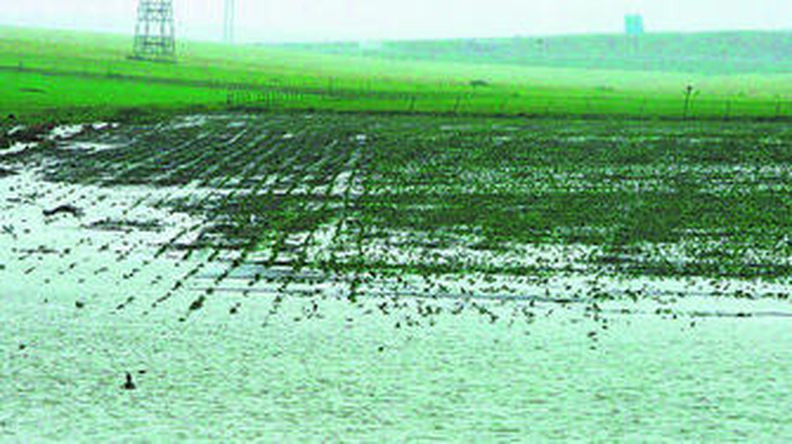 Una parcela de trigo anegada por un temporal.
