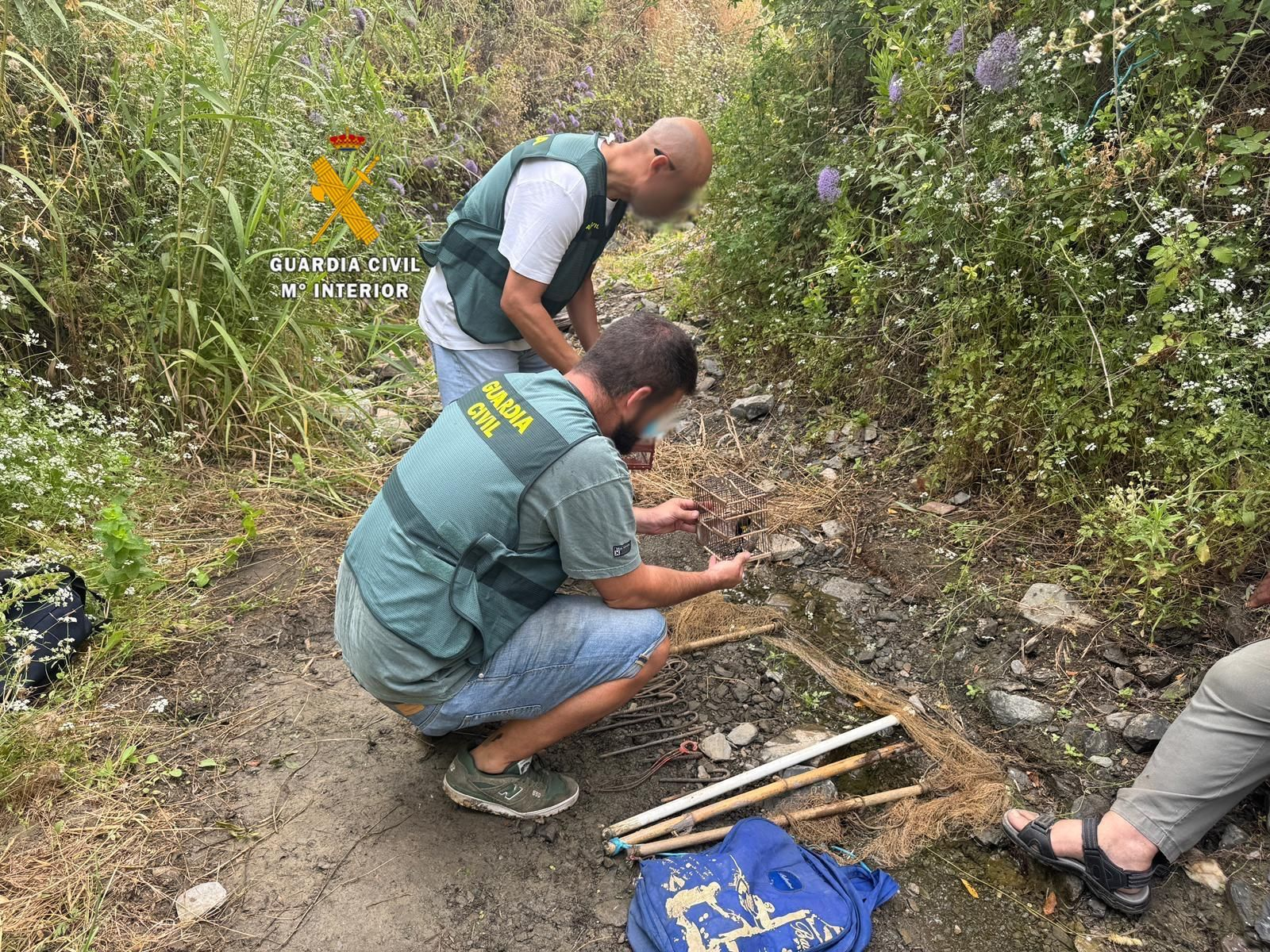 La Guardia Civil investiga a dos personas por la captura ilegal de aves fringílidas.
