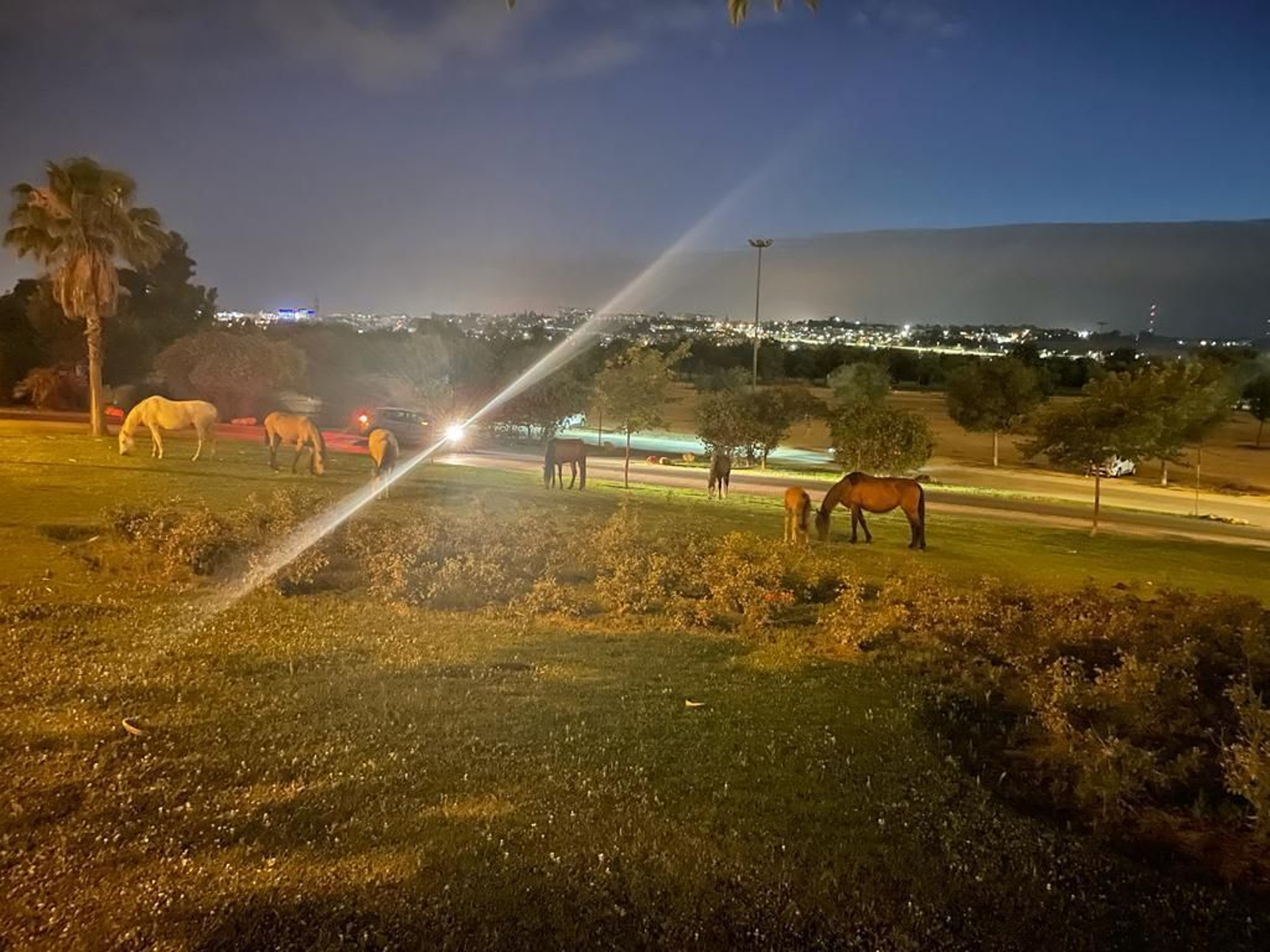 Caballos sueltos en el parque Vega de Triana de Sevilla