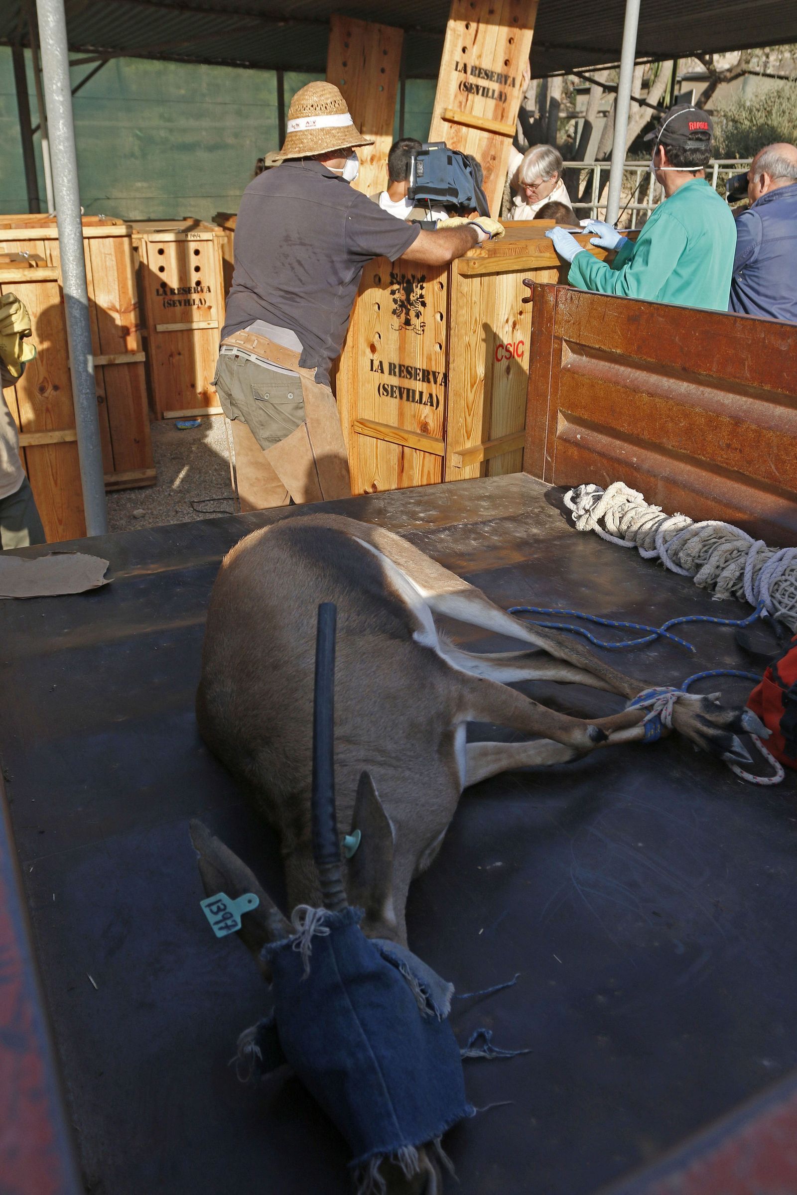 Momento del traslado.