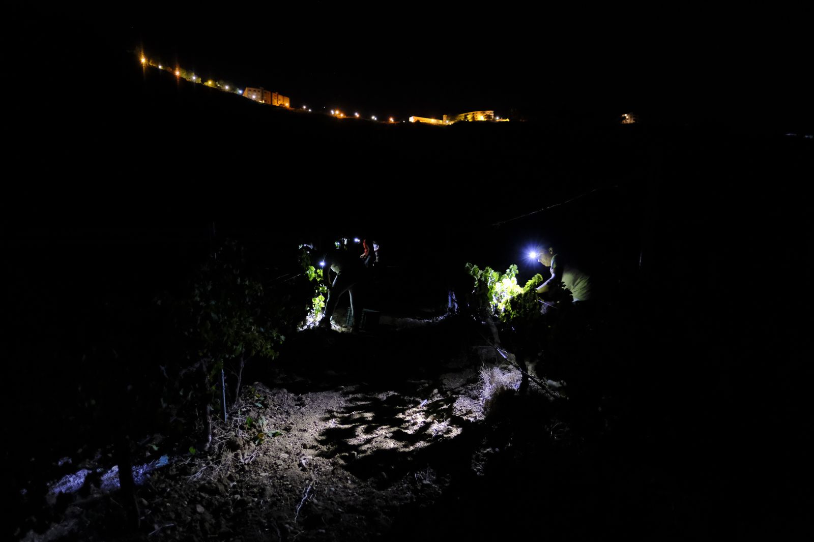 Vendimia nocturna en Ronda, en fotos