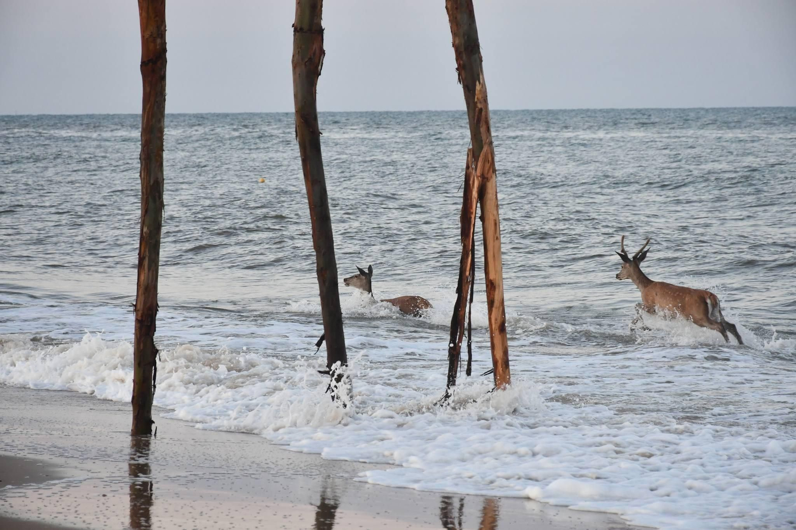 Las espectáculares imágenes de unos ciervos bañándose en la playa de Los Palos, en el Parque Nacional de Doñana