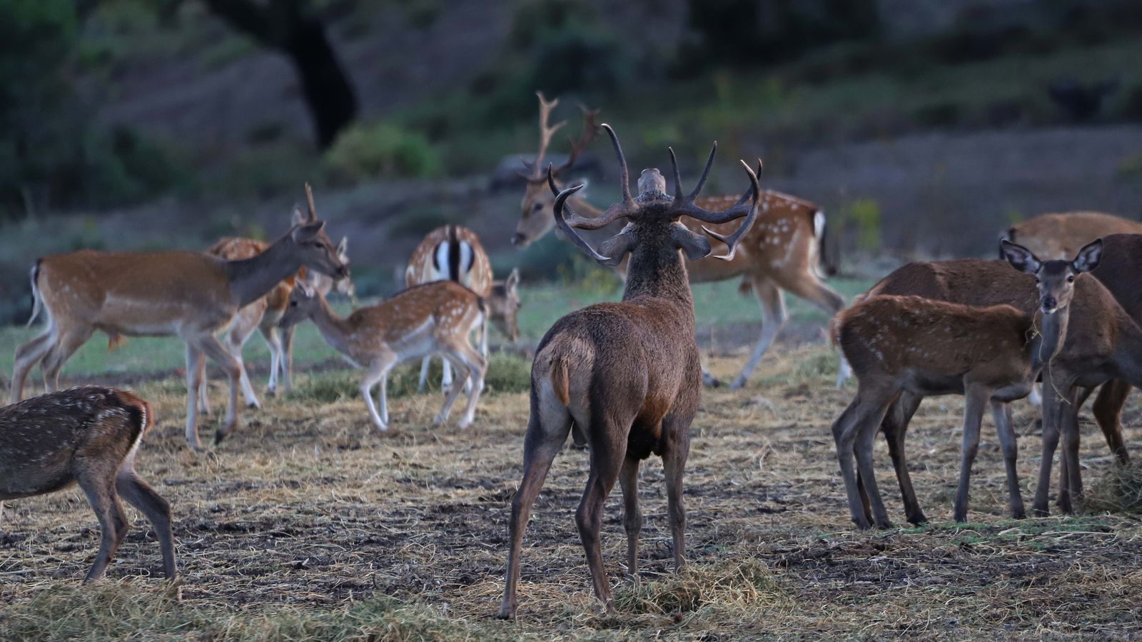 Fotos de la berrea en el Campo de Gibraltar