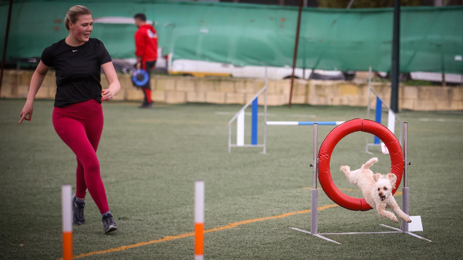 Habilidad canina en la prueba puntuable para el Campeonato de España de 'Agility' celebrado en Jerez Espectaculares las pruebas de disciplina canina puntuables para el Campeonato de España de Agility