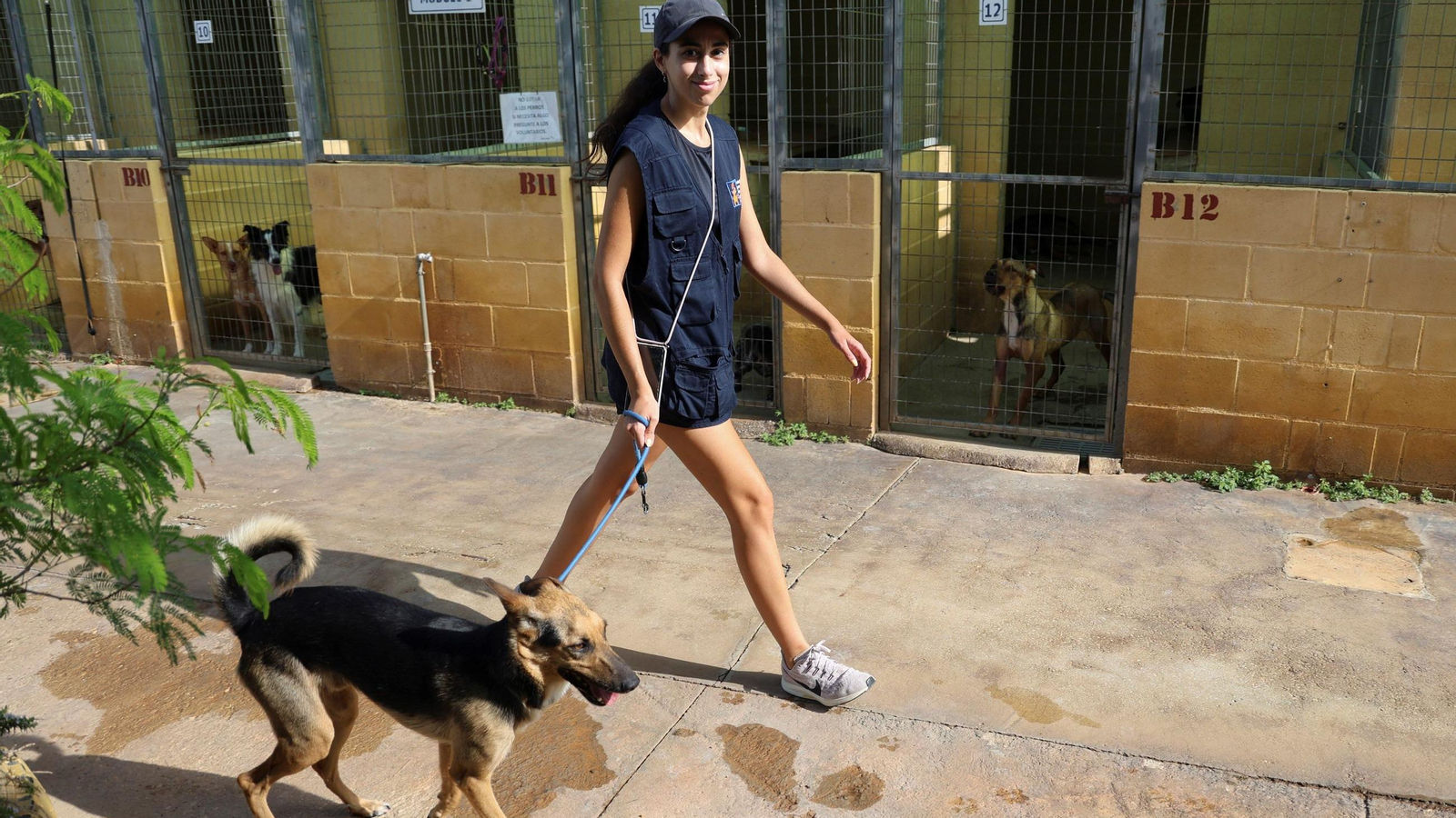 Los perros que buscan familia en la protectora de Animales de Málaga