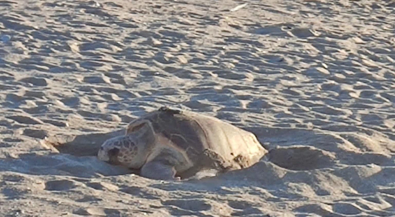 La tortuga caretta caretta durante la puesta en Mojácar.