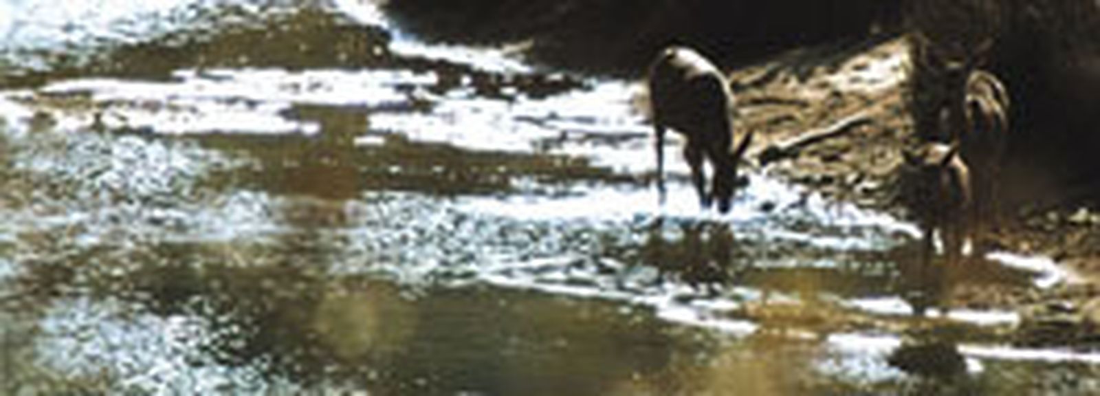 La Junta editará un manual para agricultores que ayude a mantener la biodiversidad de las balsas de agua