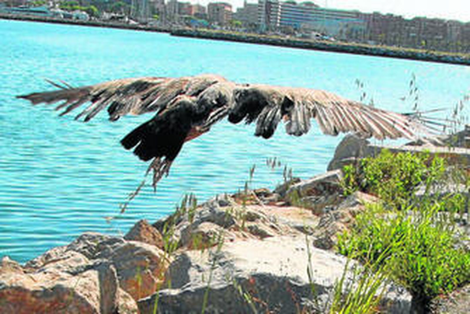 Un buitre, en una imagen de archivo.