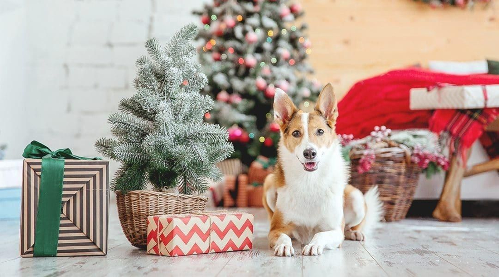 Cómo lograr que las navidades sean seguras para tu mascota
