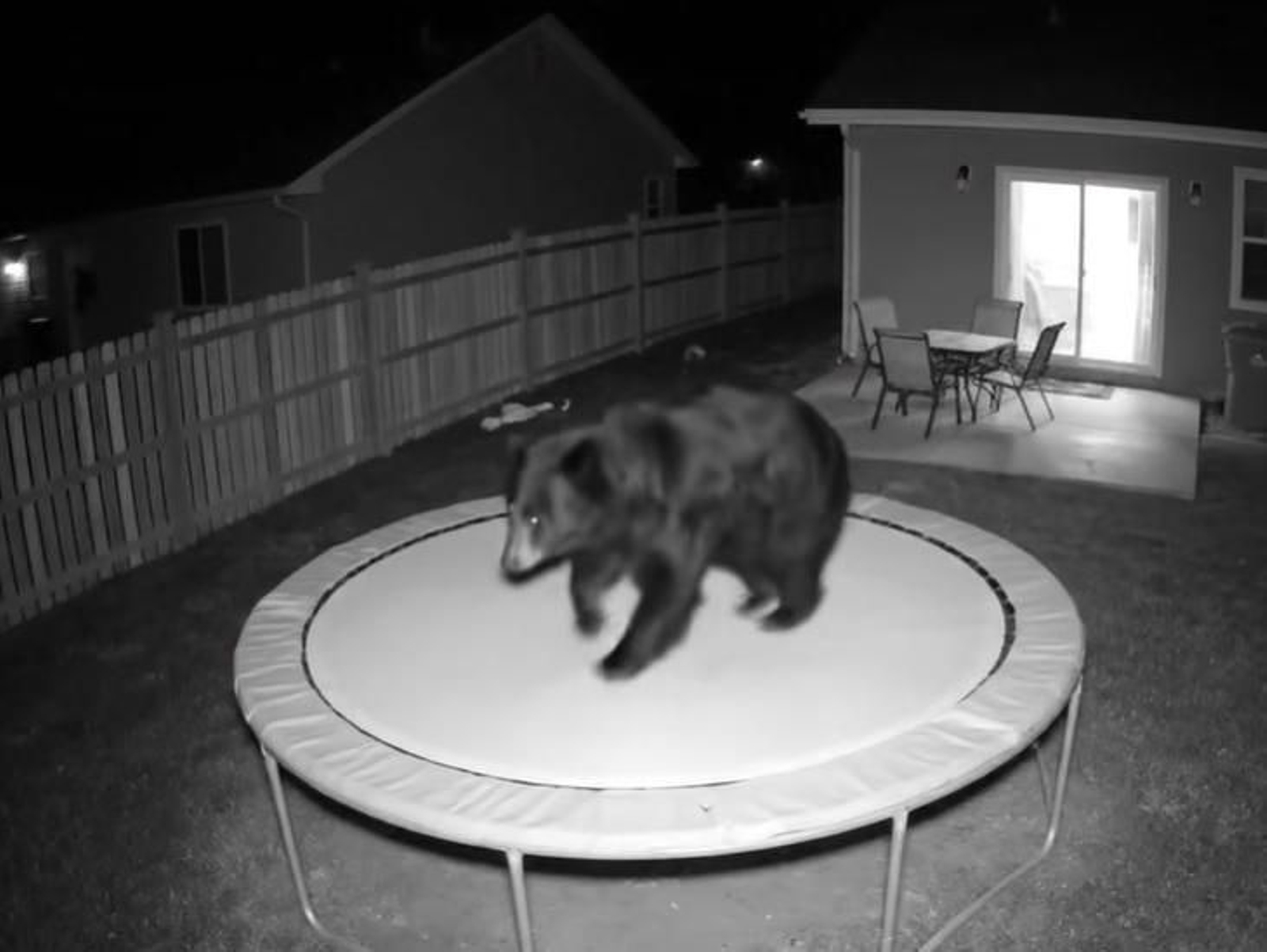 Captura del vídeo en el que un oso salta sobre una cama elástica hecho con IA.