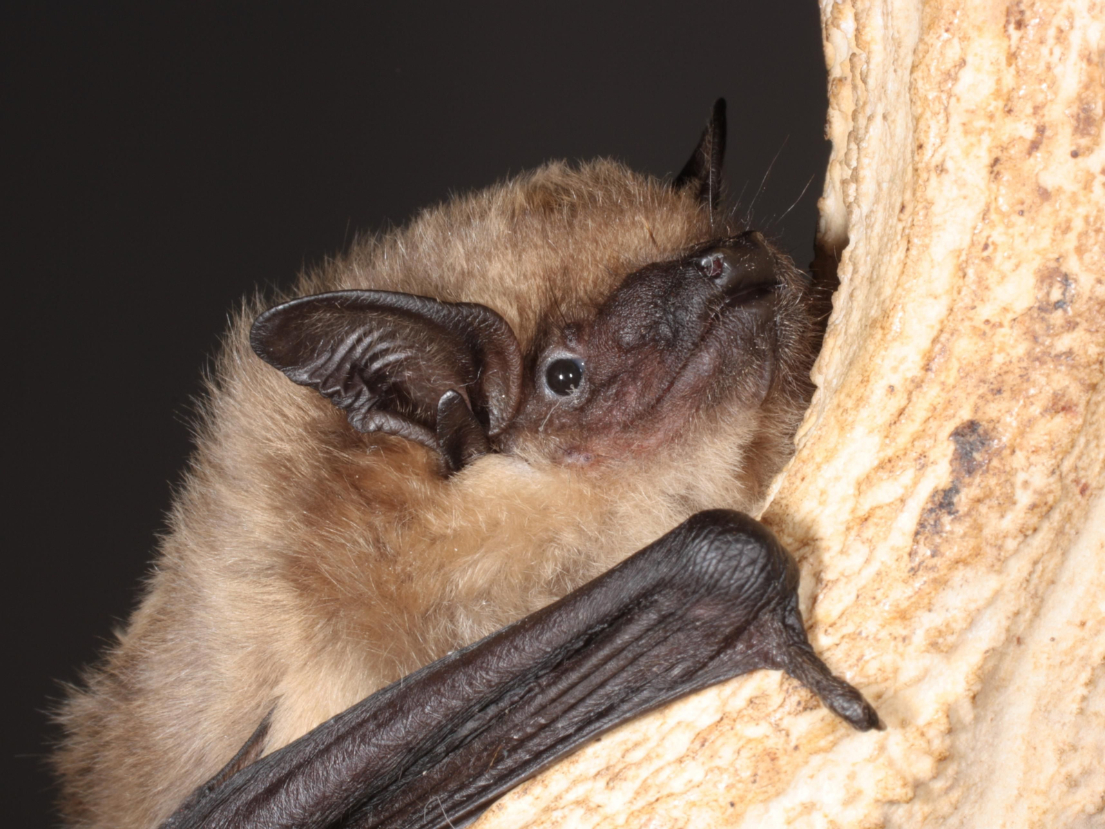 Un murciélago 'eptesicus serotinus'