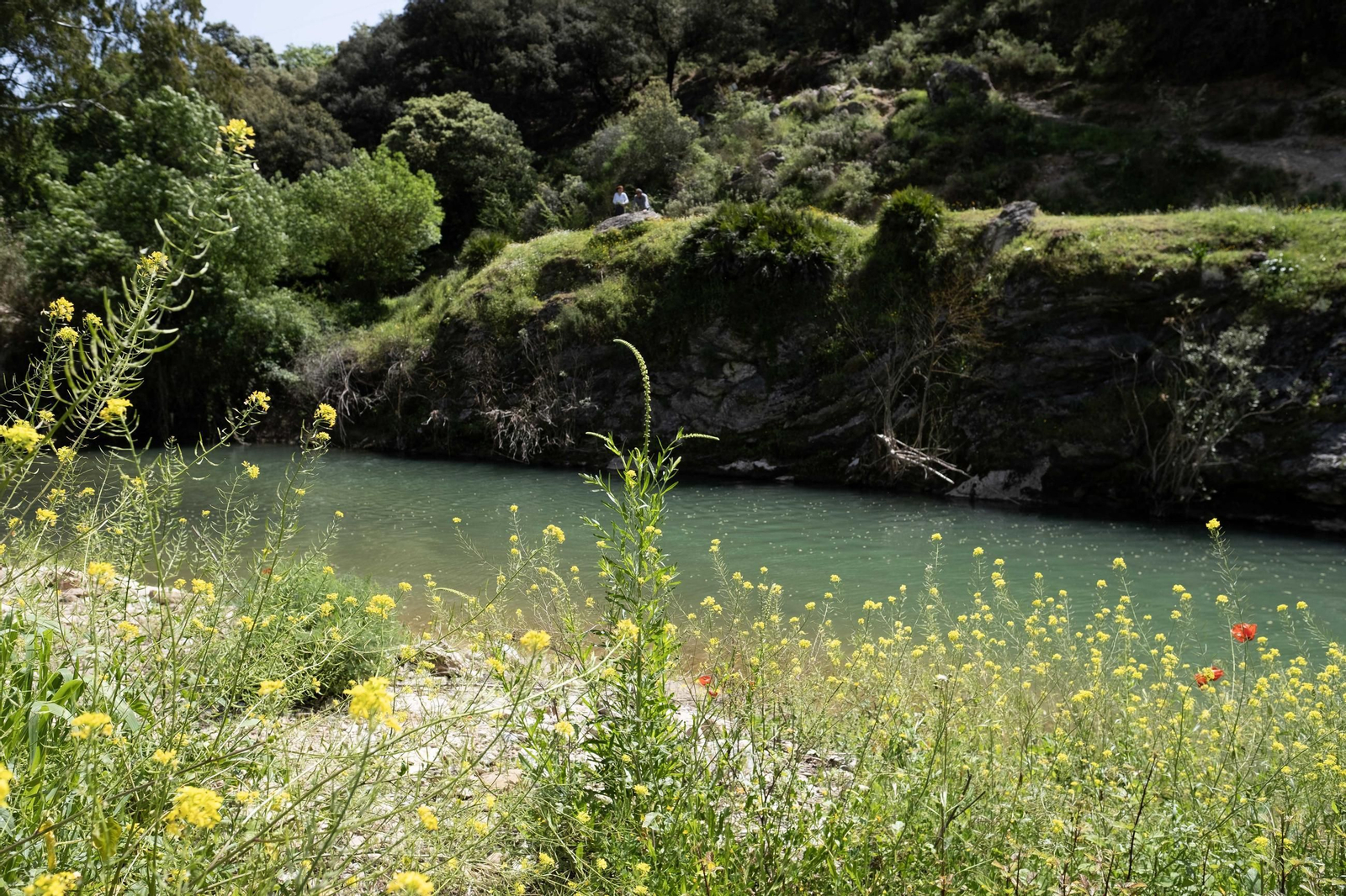 Primavera en la Serranía de Ronda, en imágenes.