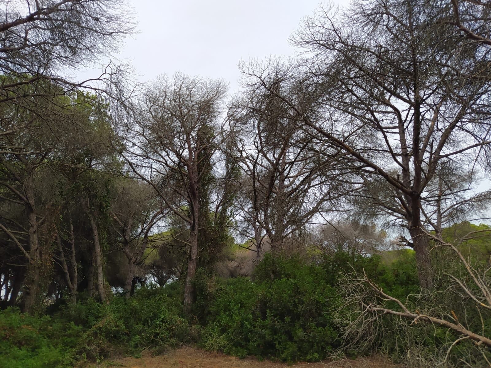 Algunos de los ejemplares afectados por la plaga de coleópteros