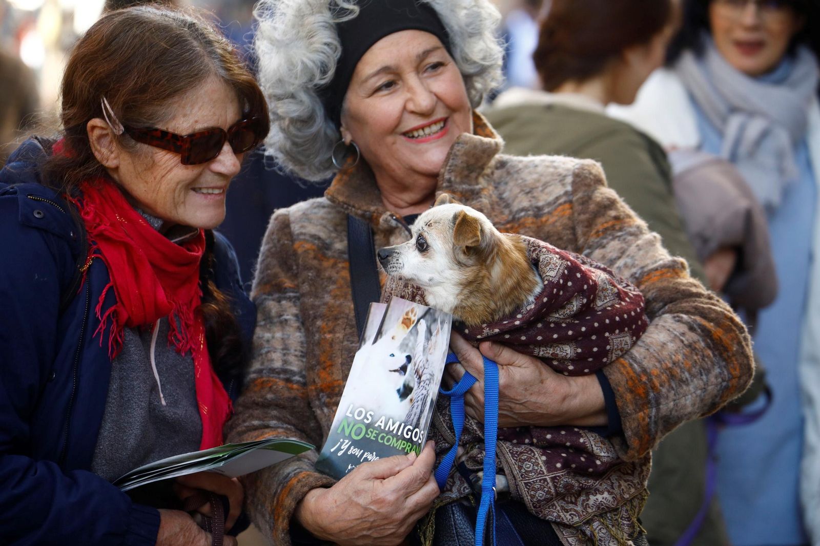 Las mejores imágenes del desfile preadopción de perros y gatos en Córdoba