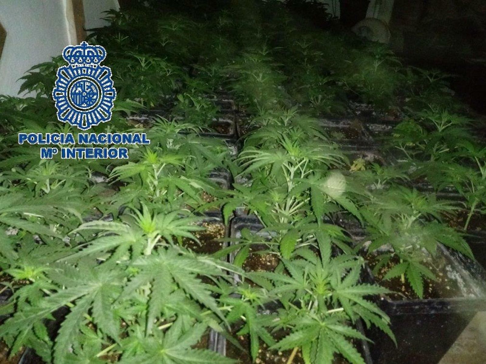 Las plantas de marihuana descubiertas por los investigadores
