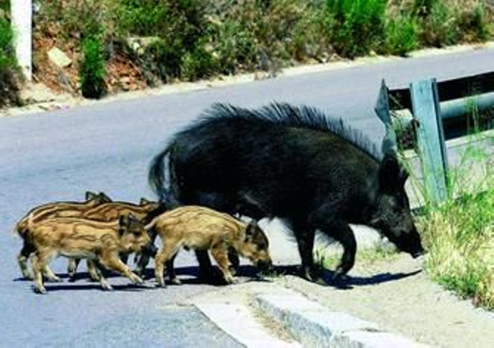 Unos jabalíes cruzan una carretera en la zona de montaña de Collcerola, en Barcelona.