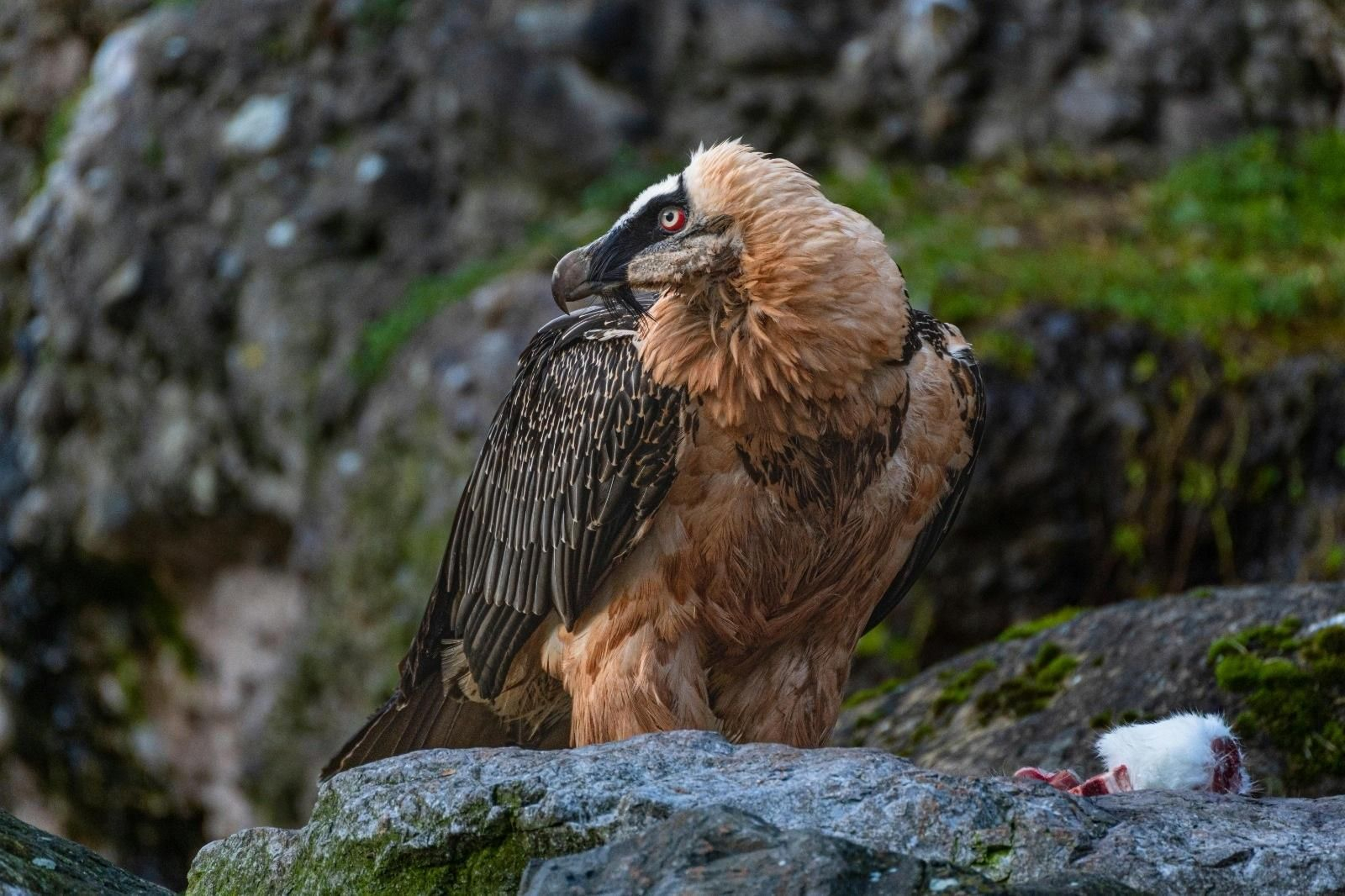 Un ejemplar de quebrantahuesos, el ave que se quiere reintroducir en la Sierra de Cádiz