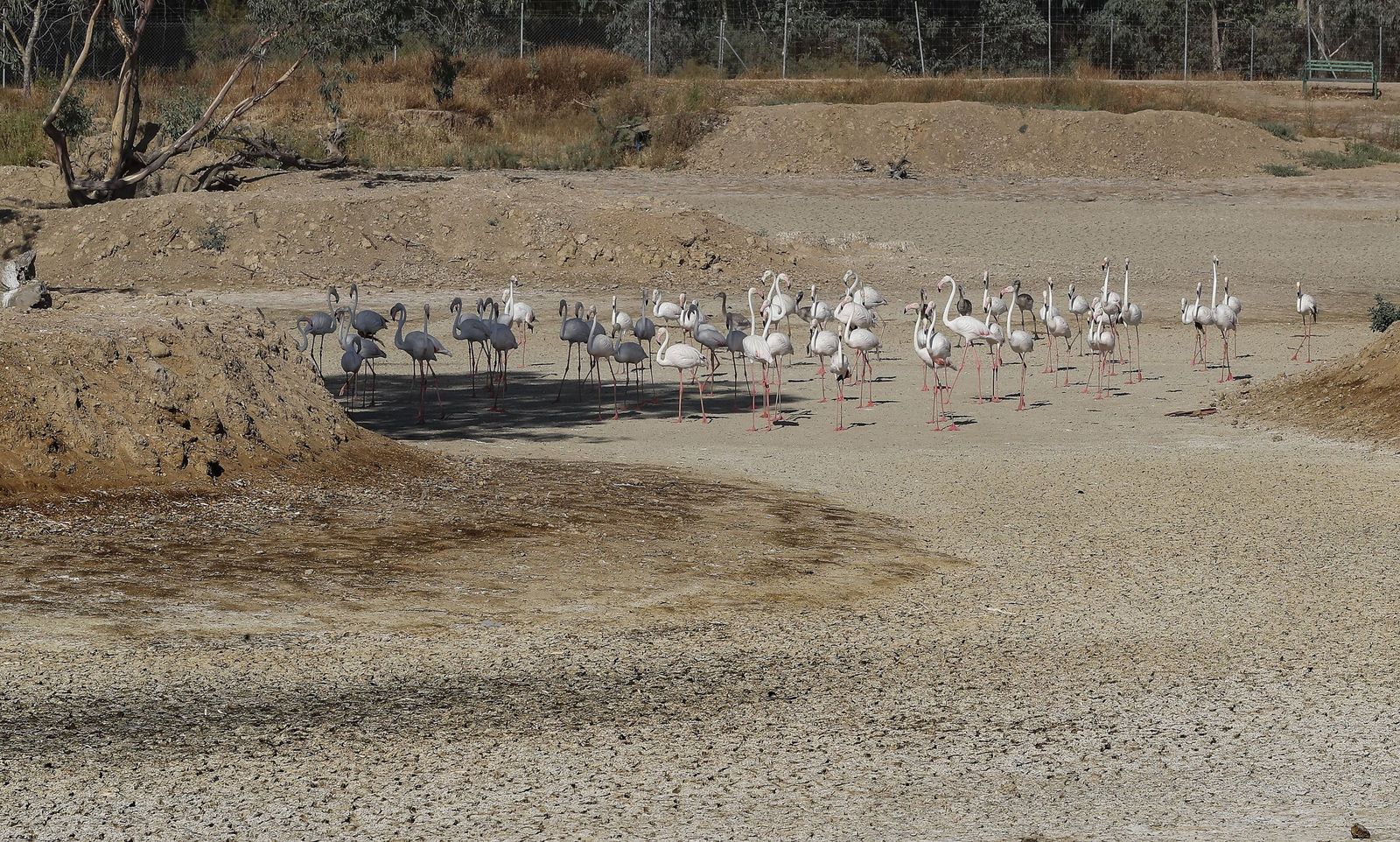 Un grupo de flamencos recorren una laguna completamente seca en La Cañada de los Pájaros, un humedal de La Puebla del Río junto al Espacio Natural de Doñana, en una imagen de archivo.