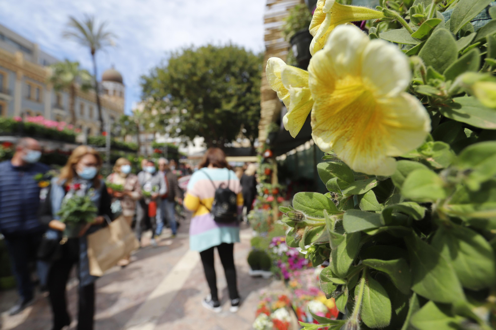 Imágenes del 'V Mercado de Flores y Plantas de Huelva' en la Plaza de Las Monjas