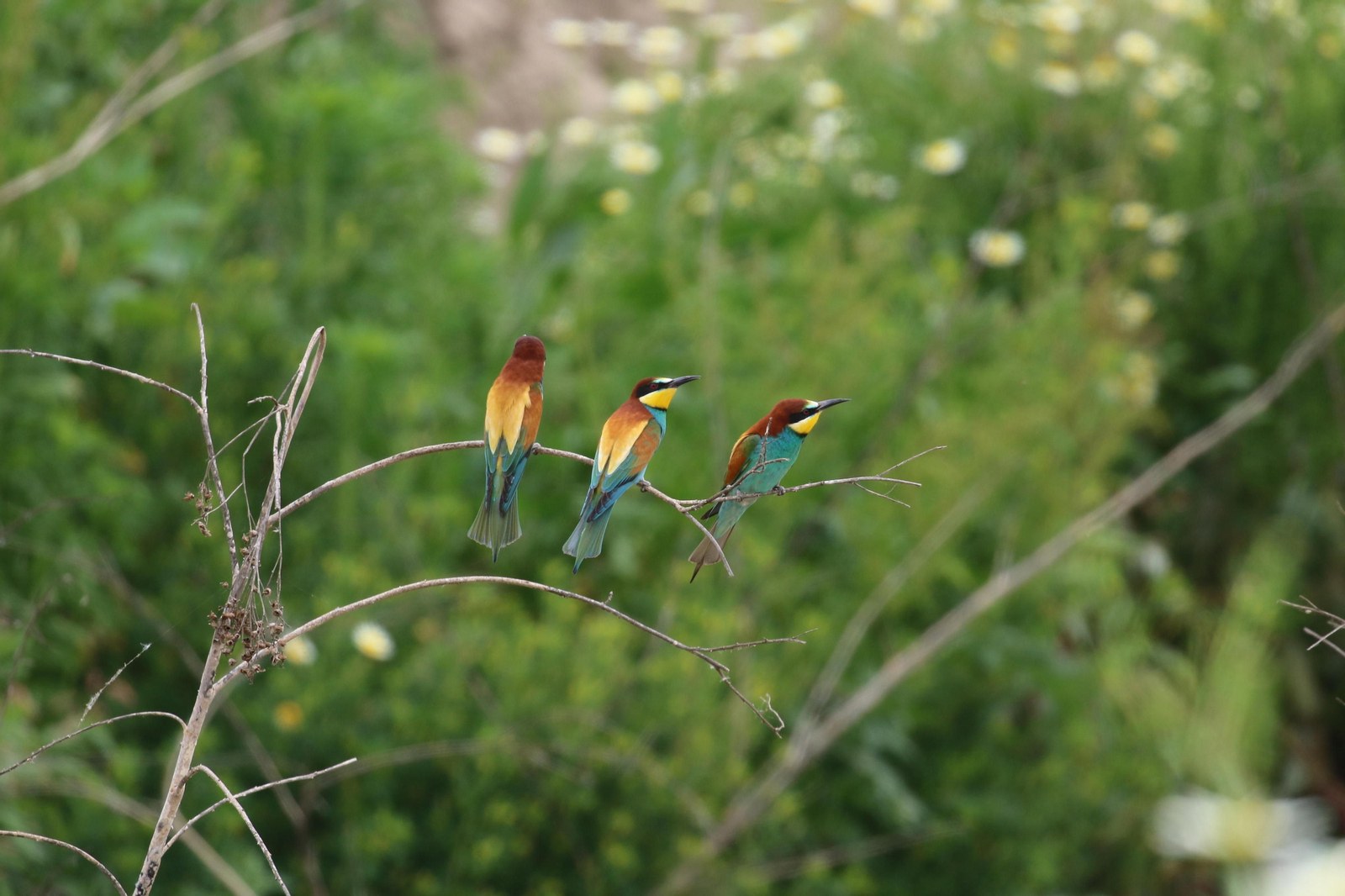 Abejarucos sobre la vegetación de los vaciaderos del Puerto de Sevilla.