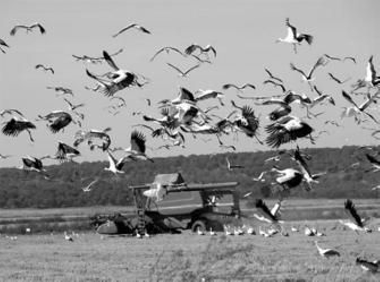 Cigüeñas en el ecosistema que crean los arrozales de la Janda y que favorecen la anidación de aves.