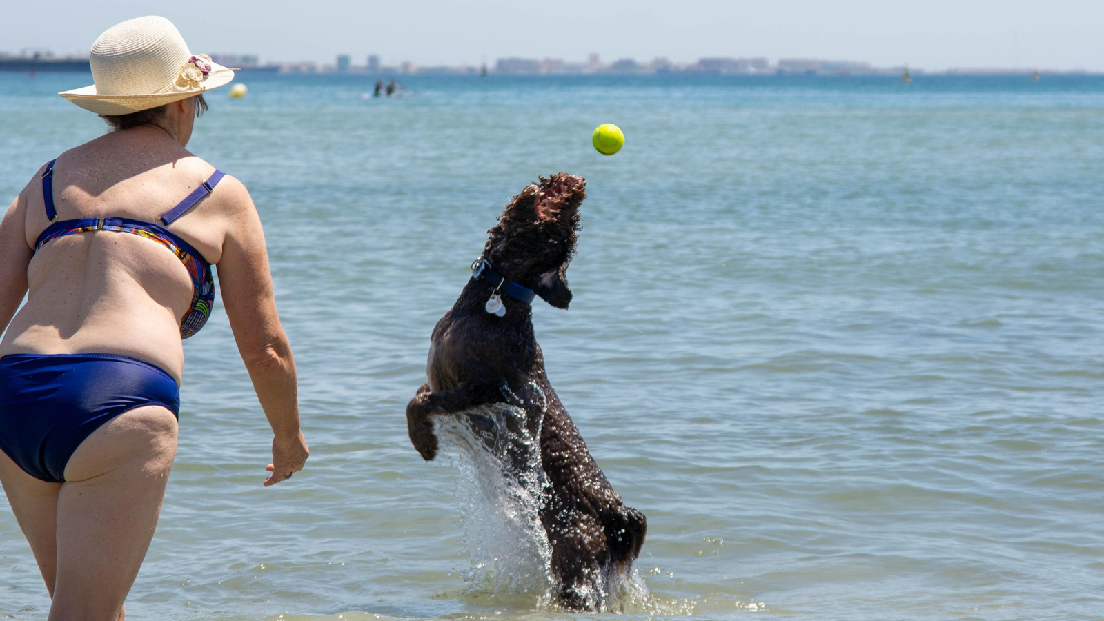 Una Tarde de perros en la playa