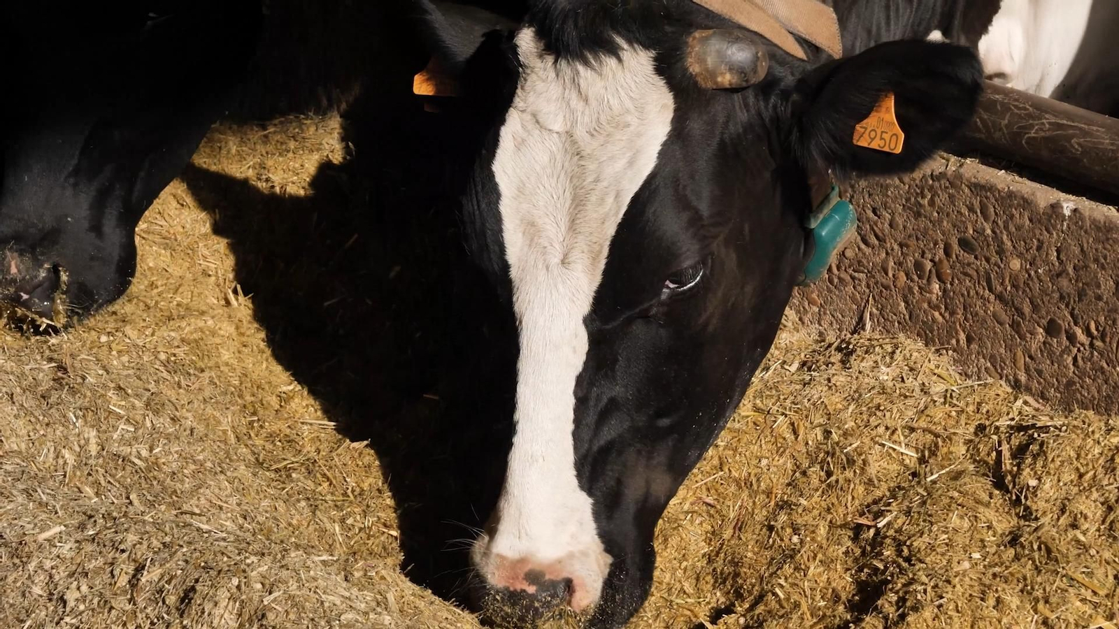 Covap logra reducir más del 18 % de la huella de carbono en el ciclo de vida de su leche de vaca