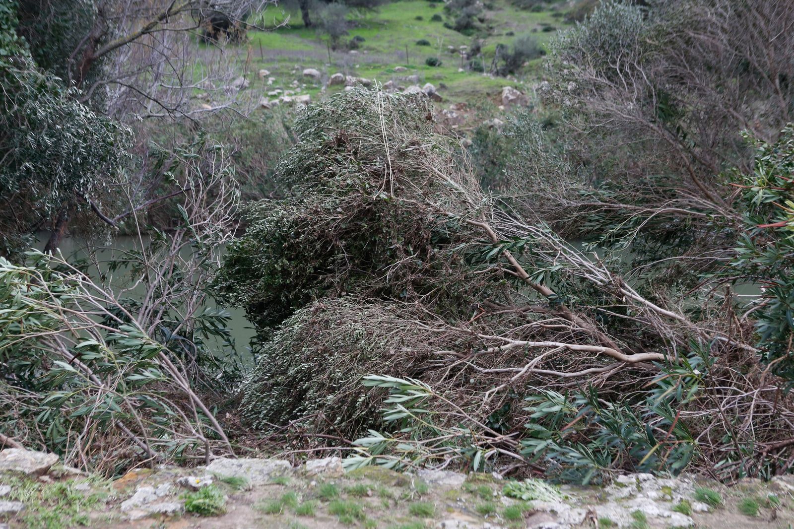 Fotos de las consecuencias de la borrasca Francis en Tesorillo y Jimena