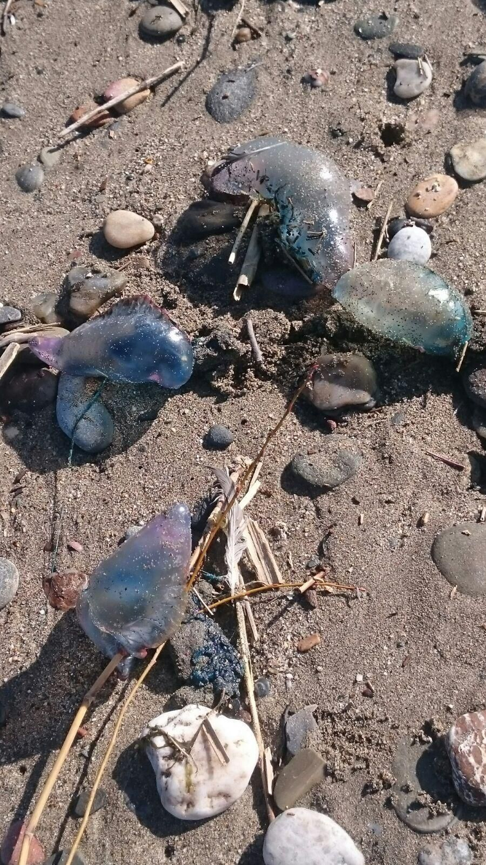 Algunos de los ejemplares llegados a la costa ejidense esta semana.