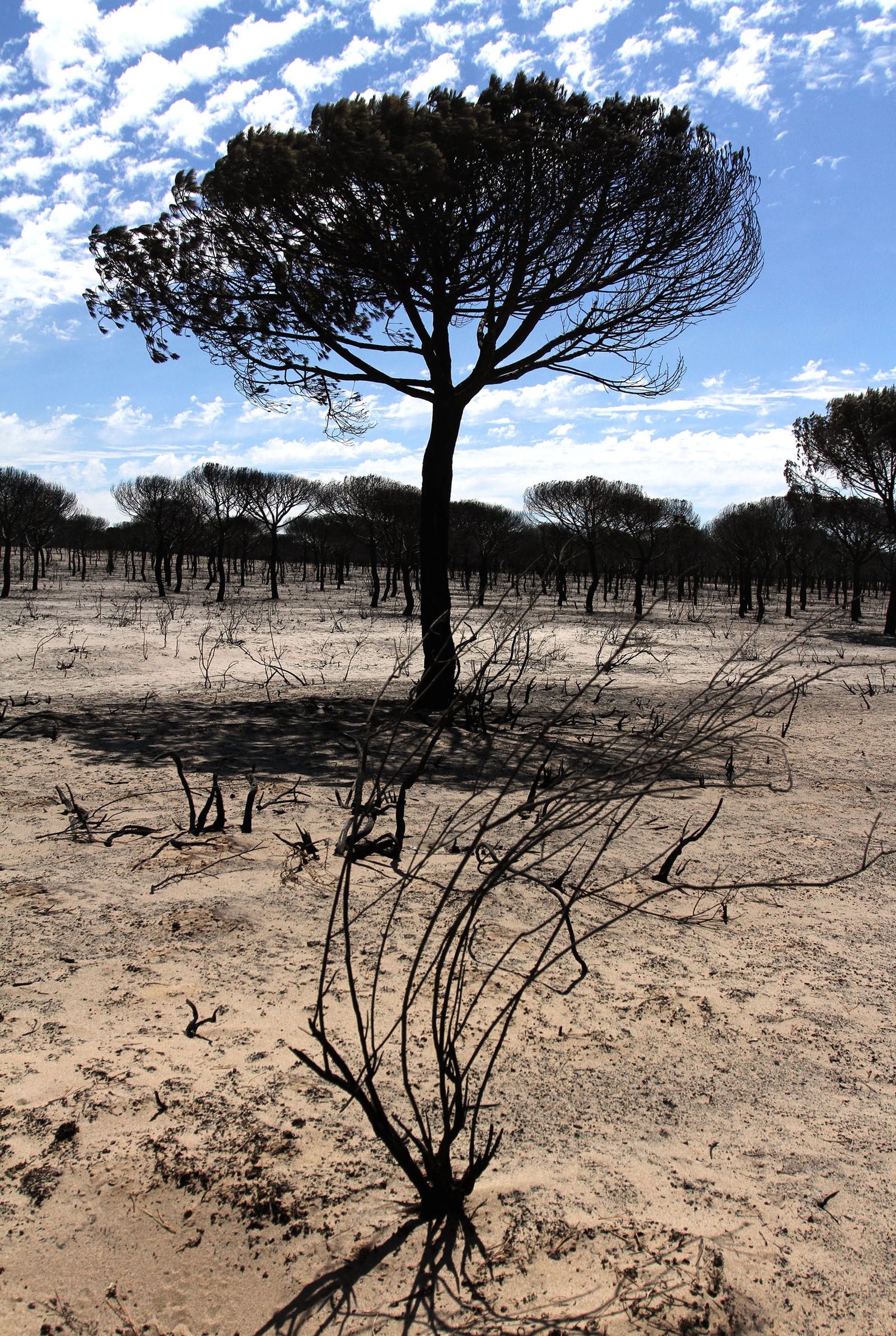 Imágenes de las consecuencias del incendio de Moguer