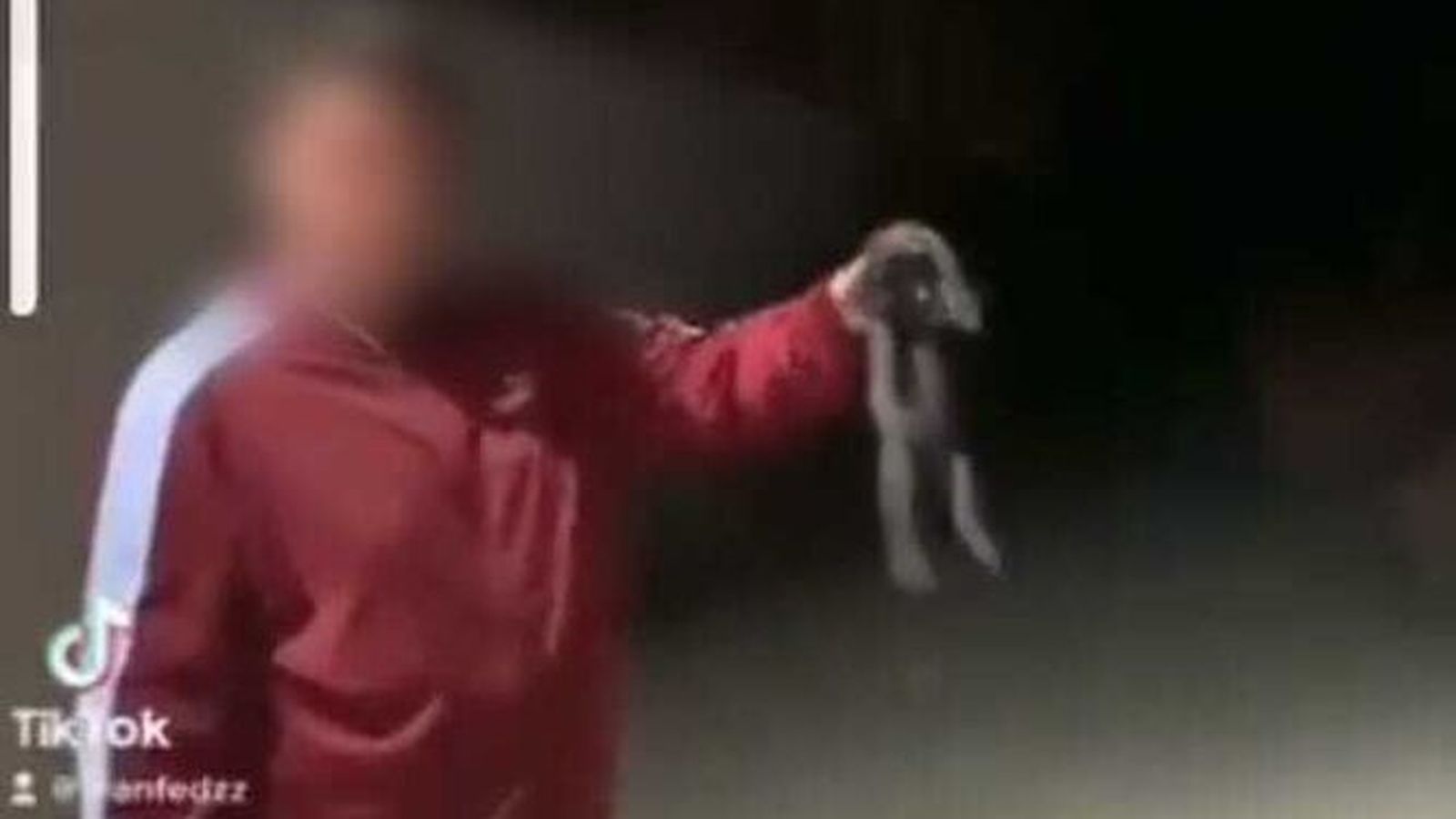 Investigan a un menor de edad en Posadas tras la difusión de un vídeo en redes golpeando a un gato