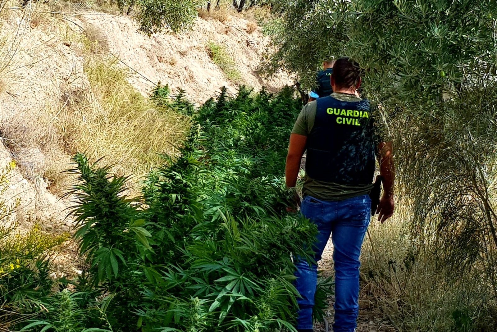 Un guardia civil, en una plantación de marihuana.
