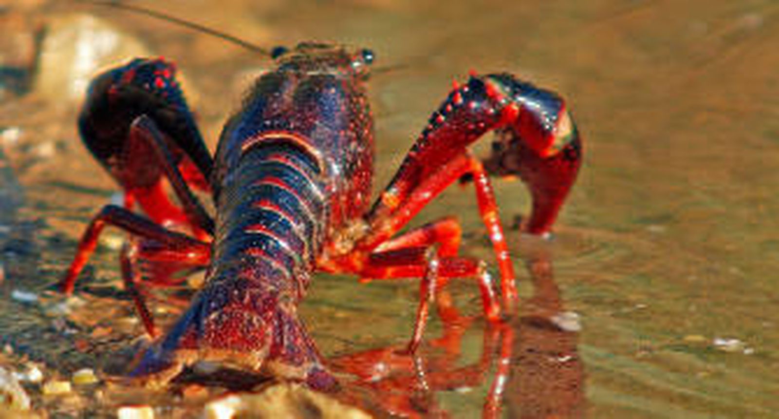 Luz verde a la pesca del cangrejo rojo en el Bajo del Guadalquivir