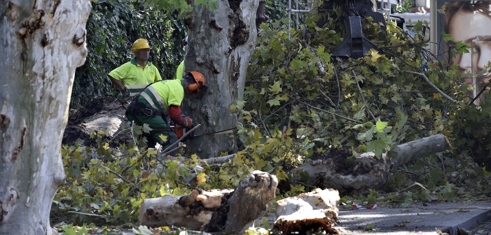 Técnicos de Parques y Jardines durante una tala de árboles por la ciudad.