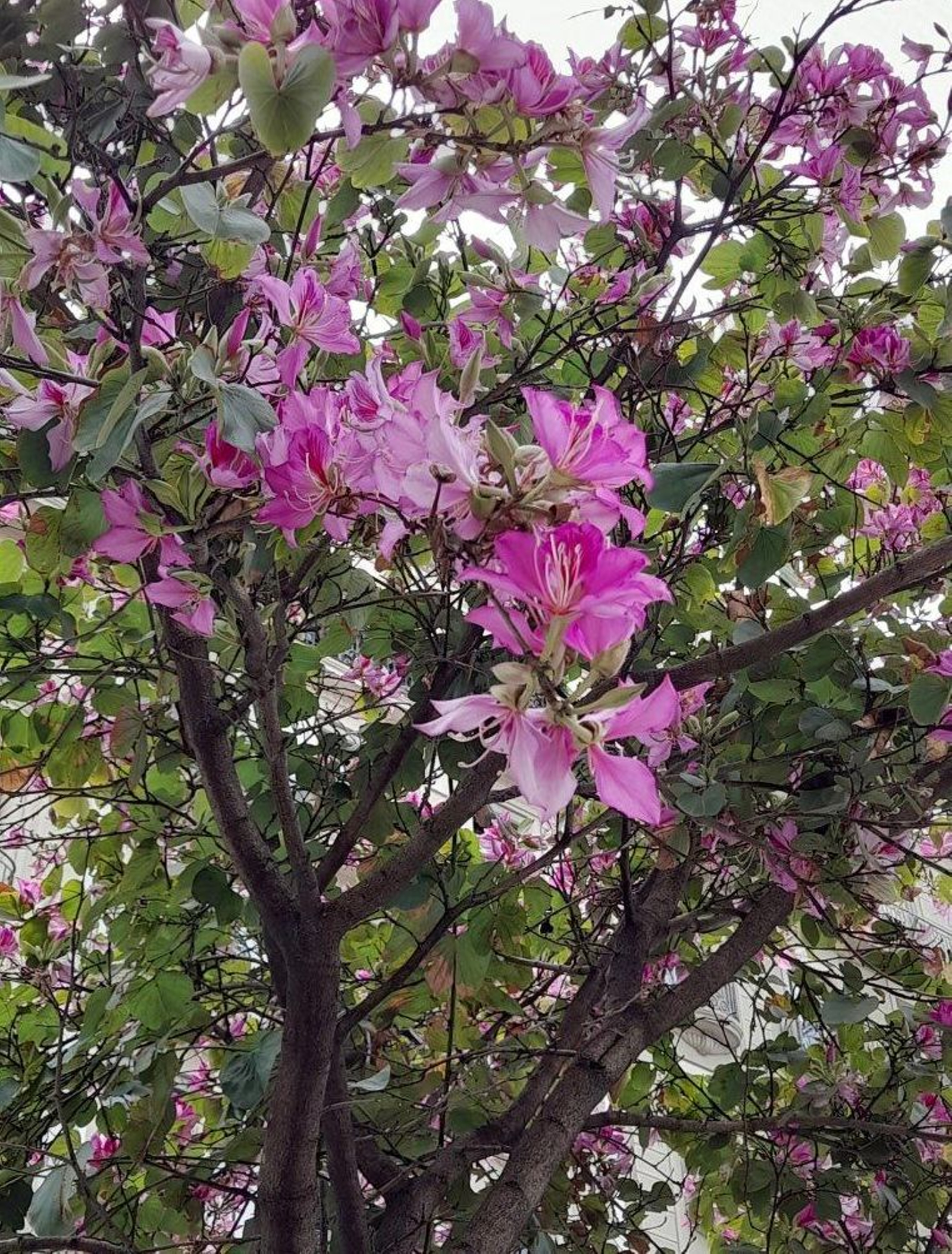 Bahuinia o árbol orquídea.
