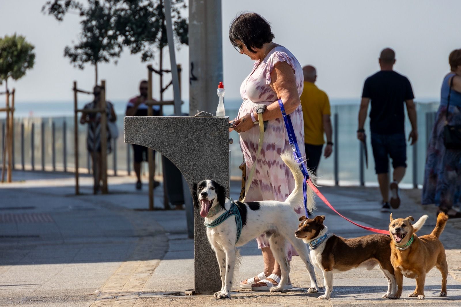 Una mujer, con sus perritos en una fuente de Cádiz.