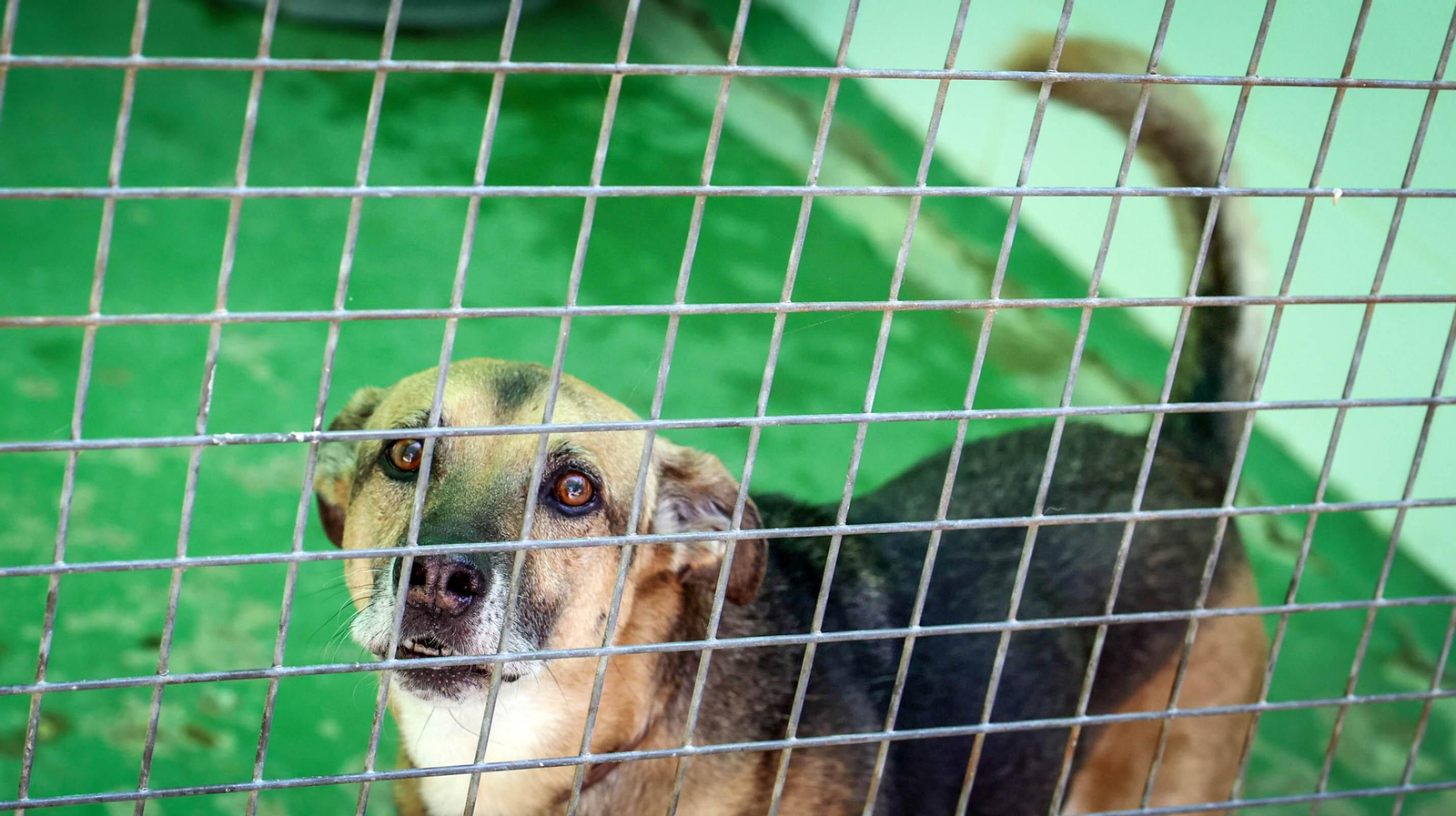 Protectora No Me Abandones en Jerez