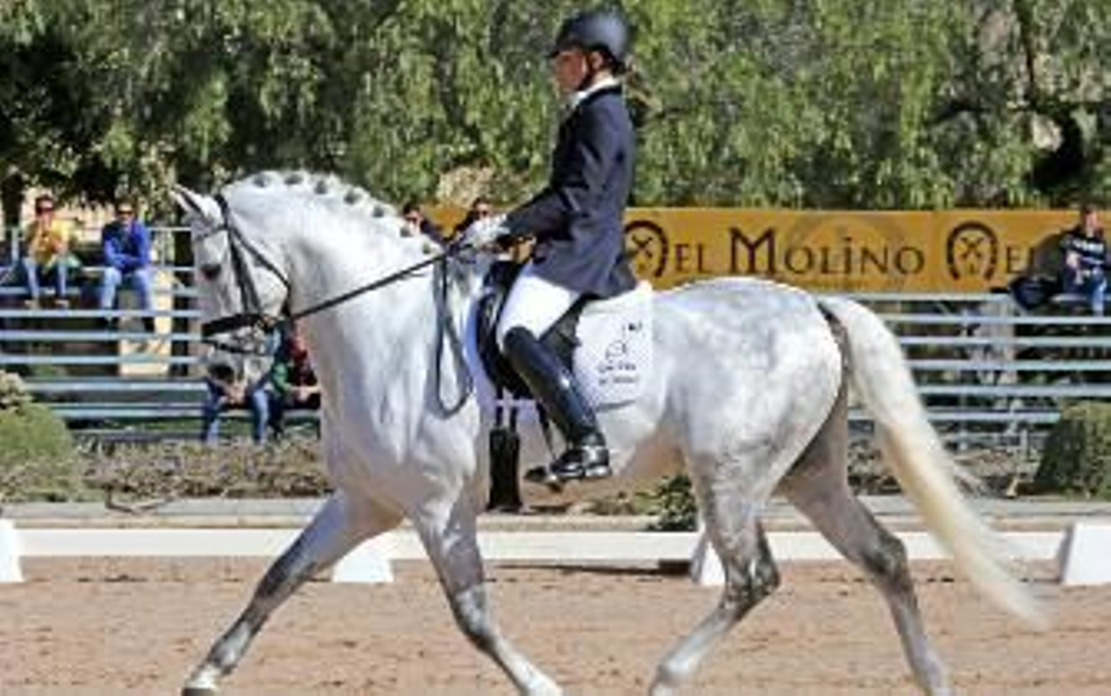 Los caballos jóvenes sacan músculo en su vuelta a Jerez