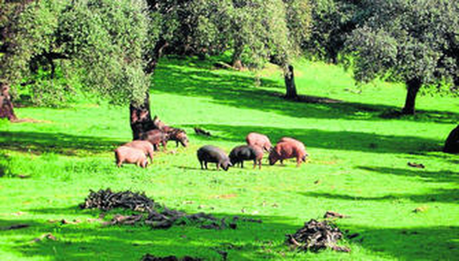 El sector del cerdo ibérico es uno de los que mayor peso económico tiene en la comarca serrana.