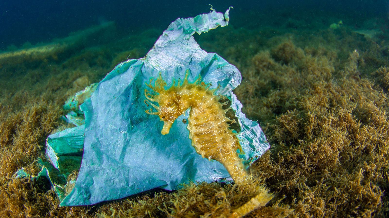 Caballito de mar junto a una bolsa de plástico. Caballito de mar junto a una bolsa de plástico.