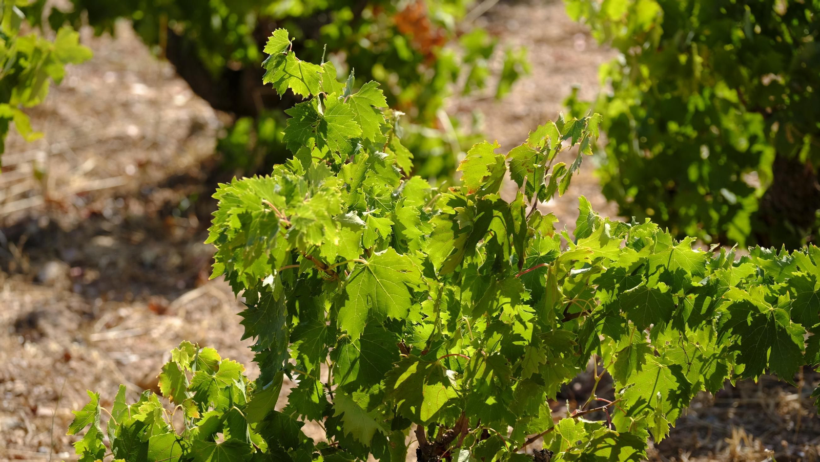La vendimia en la Bodega Cortijo del Cura de Laujar, en imágenes