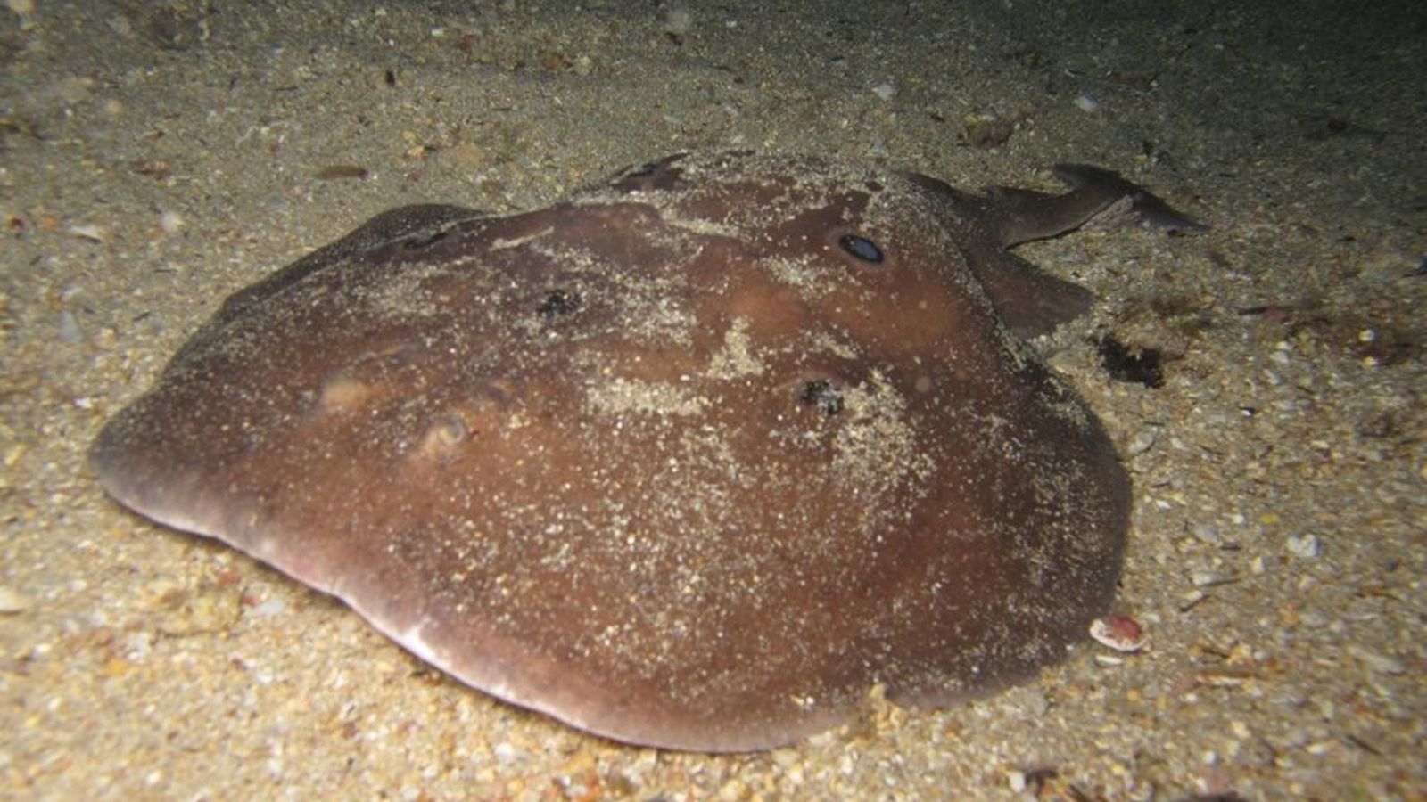 Torpedo ocelado (Torpedo torpedo).