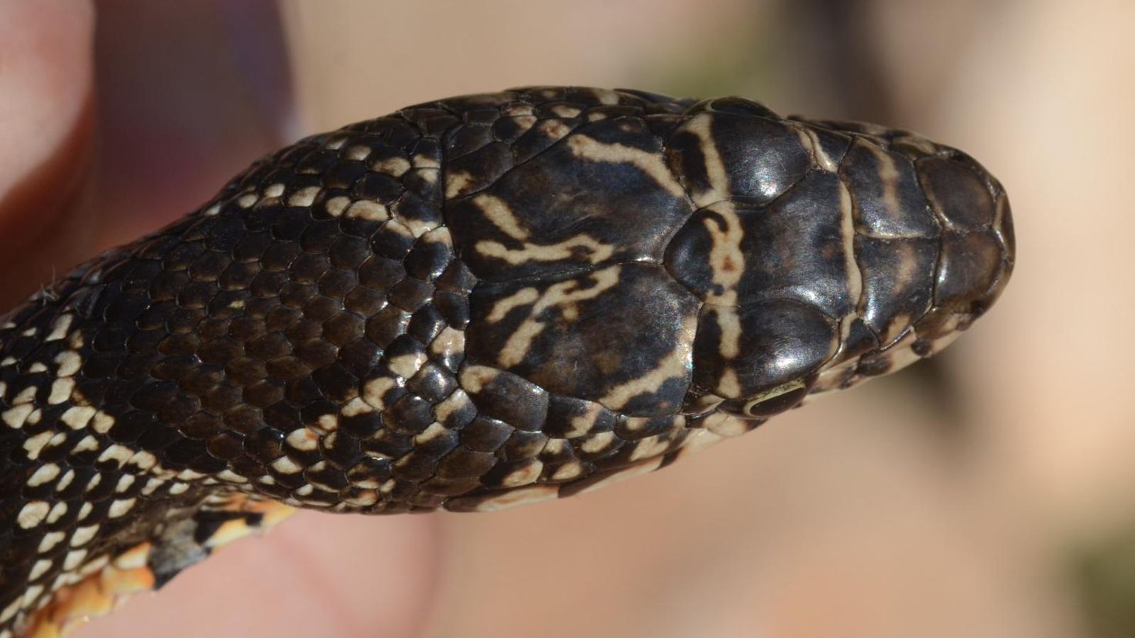 Culebra de herradura (hemorrhois hippocrepis).