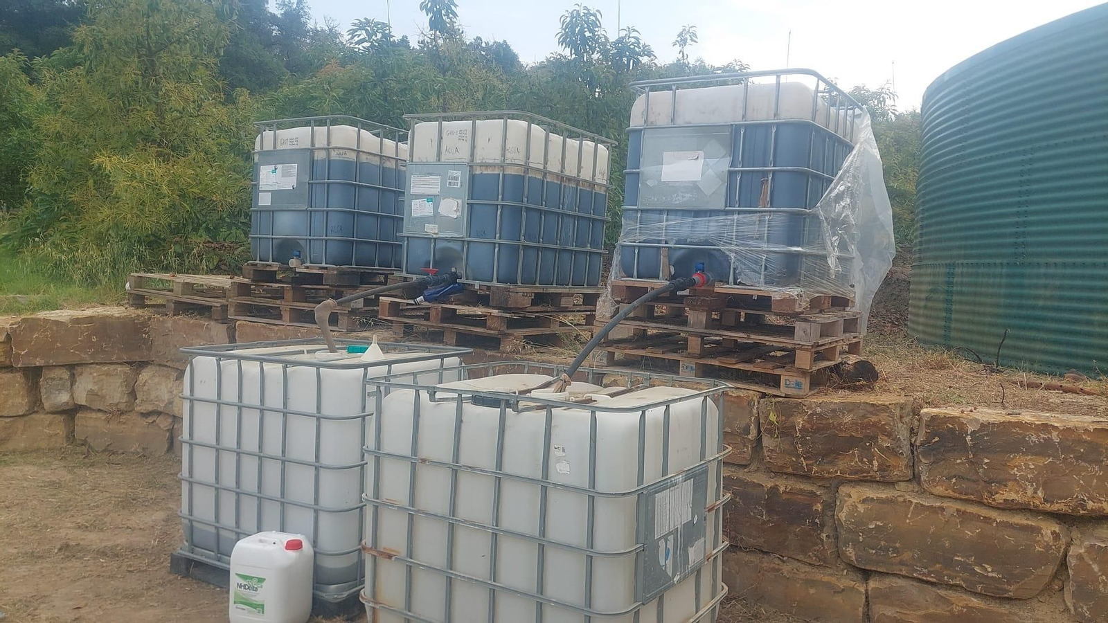 Riego experimental de aguacates con el fertilizante del alga invasora