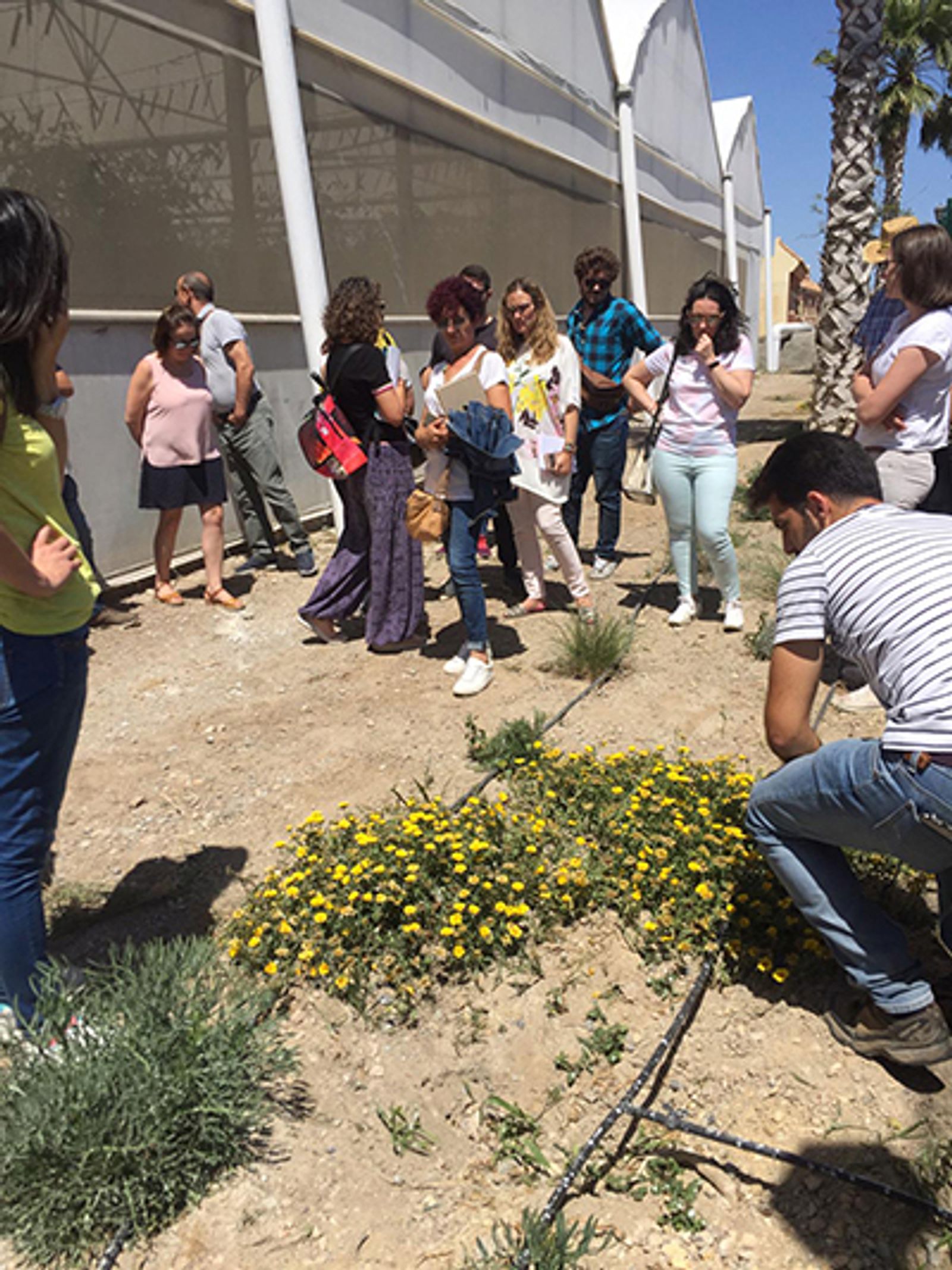 Setos junto a los invernaderos, la clave contra las plagas que vendrán
