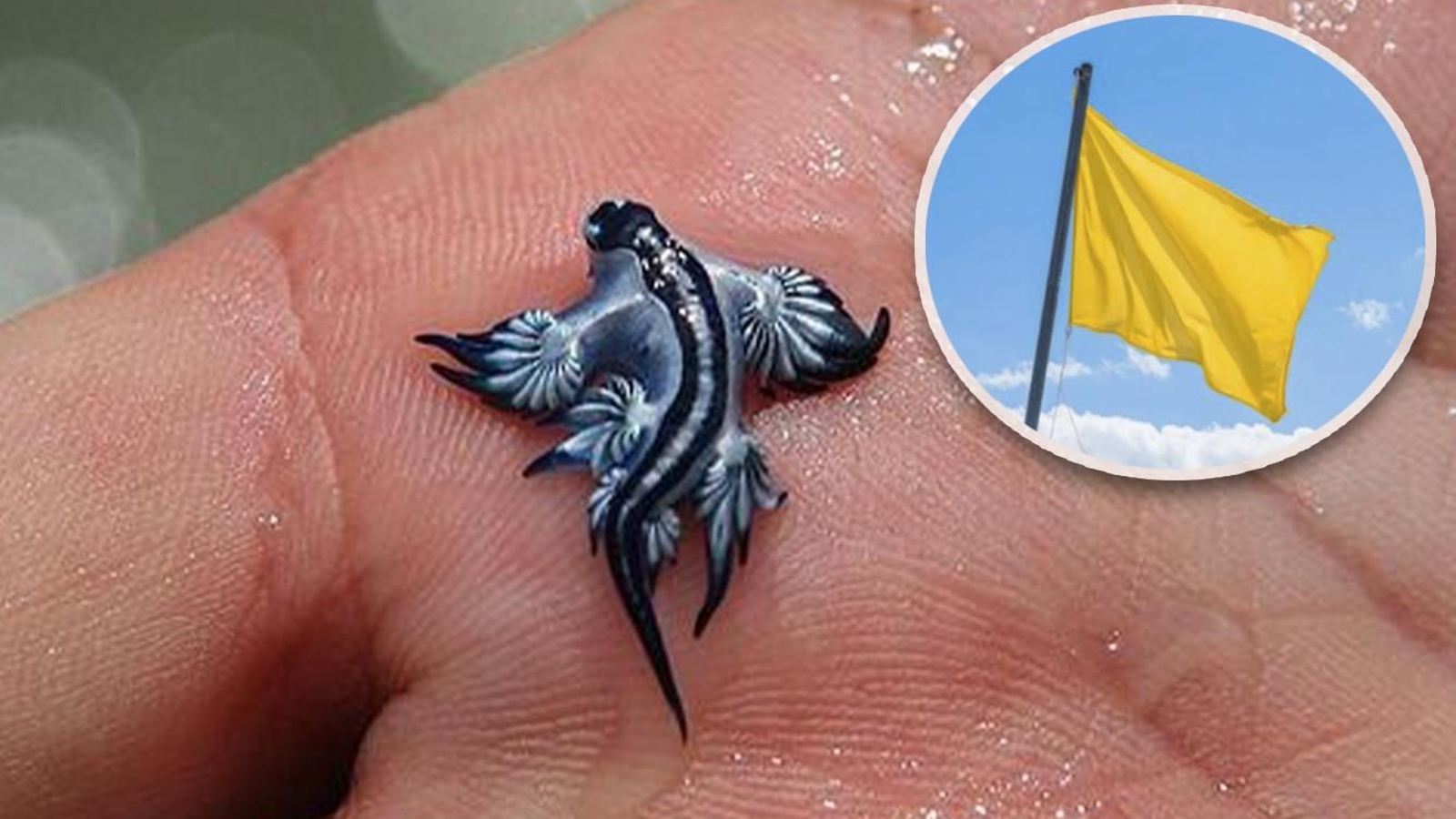 No se han avistado nuevos ejemplanres de dragón azul en Villaricos.