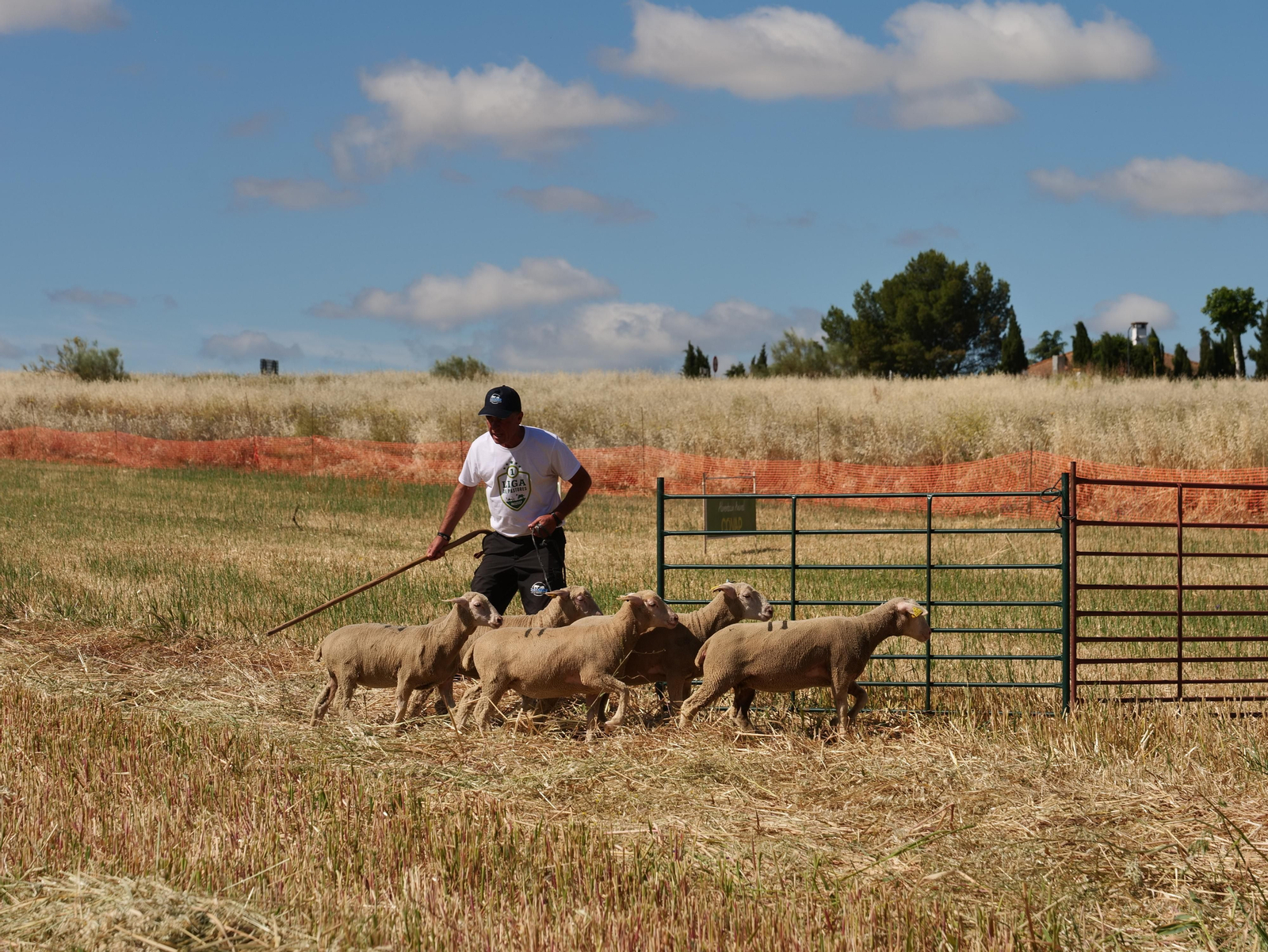 Las mejores fotos de la tercera y última jornada de la X Feria del Pastoreo de Villaralto