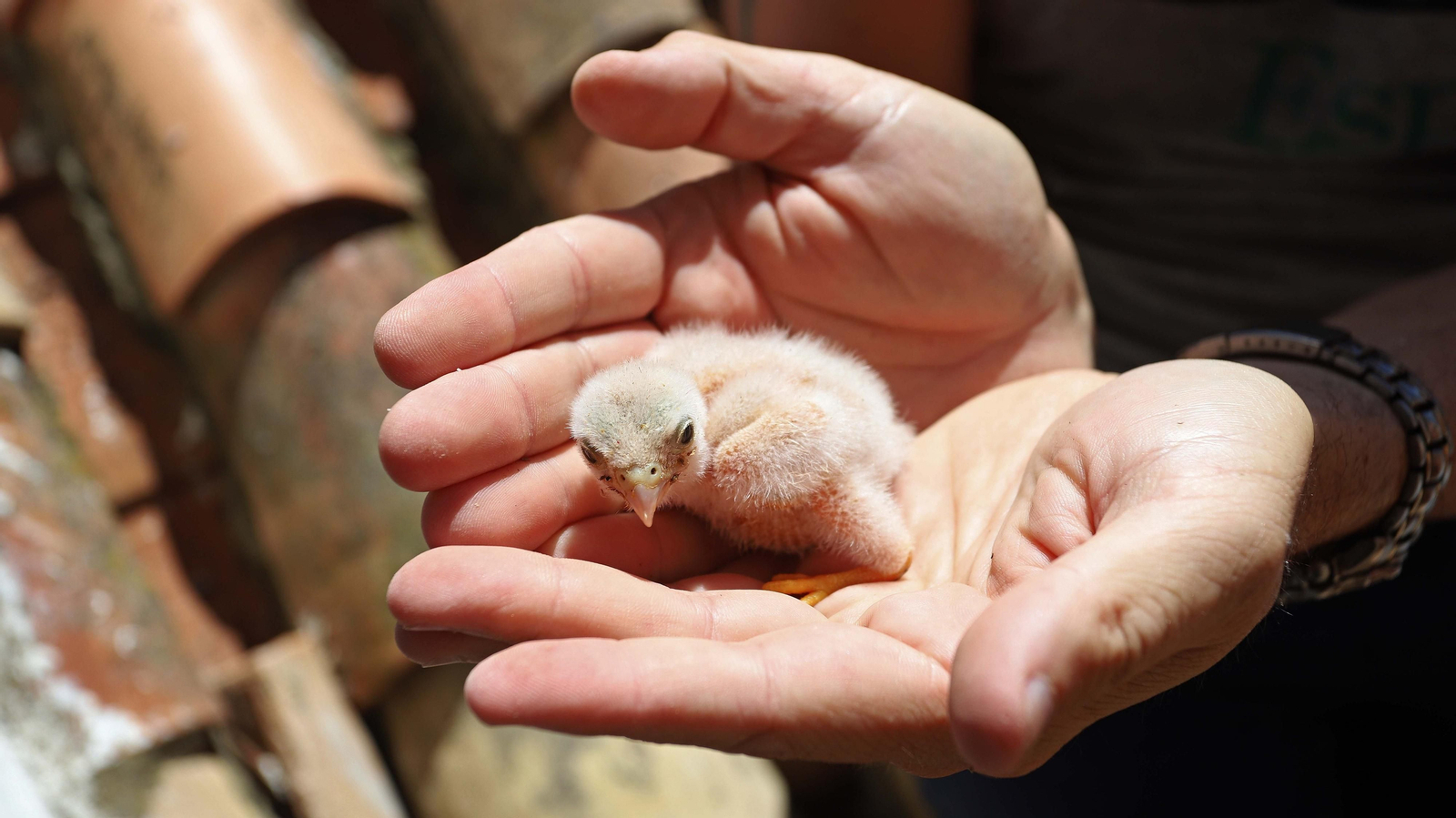 Anillamiento de cernícalos primilla del grupo Tumbabuey en Los Barrios